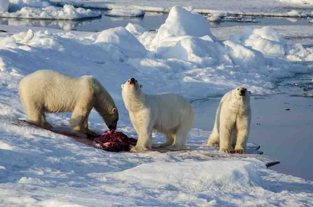Oso Polar - islas Svalbard - Noruega 68.jpg